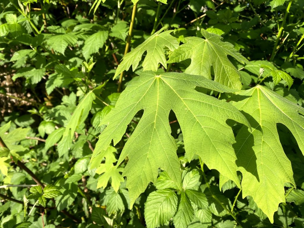March 24, 2022 Plant of the Week Acer macrophyllum (Big Leaf Maple) Native Plants and Seed