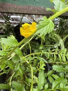 Silverweed, Potentilla anserina.