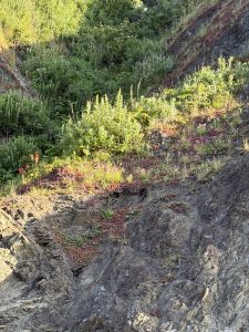 Beach scene with wormwood, paintbrush, and sedum.