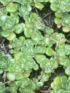 Oregon Stonecrop, Sedum oreganum