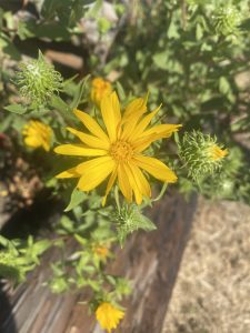 Gumweed, Grindelia integrifolia