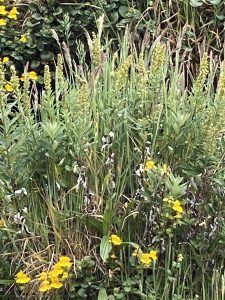 Beach scene with dunegrass, wormwood, and monkey flower.