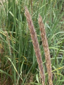 Dunegrass, Leymus mollis