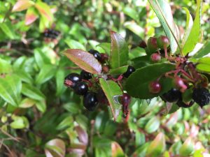 Vaccinium ovatum, Evergreen Huckleberry