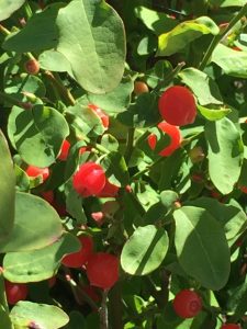 Vaccinium parifolium, Red Huckleberry
