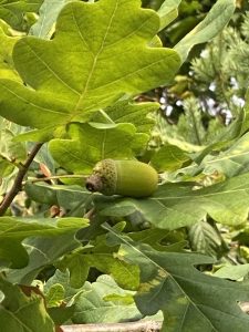 Oregon White Oak or Garry Oak, Quercus garryana, leaves and acorn