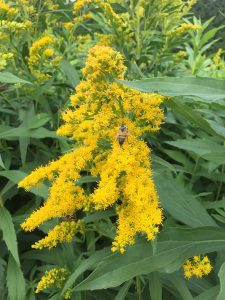 Western Goldenrod, Solidago lepida in full bloom with pollinator.