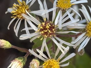 Eurybia radulina,Rough Leaved Aster