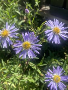 Symphyotrichu subspicatum, Douglas